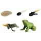 thumbnail image 3 of Juego De Figuras De Animales De Simulación De Juguetes Para Ni?os Proceso De Crecimiento De Ranas, 3 of 5
