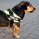 thumbnail image 2 of Arnes Pechera K9 Alcochado Reforzado Perros Grandes Xl Paseo, 2 of 2