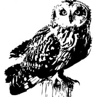 Rienda Libre Graphics - Decomural Barn Owl Bird Ws-33017