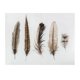thumbnail image 1 of Canvas Pluma 60X80 Cm, 1 of 1