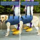thumbnail image 4 of Arnés para levantamiento de perros Coodeo Support Rehabilitation Sling Blue XL, 4 of 8