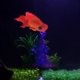 thumbnail image 1 of Adorno para Acuario Besimple 8 x 5,2 cm Pez Rojo, 1 of 7