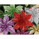 thumbnail image 3 of Flores Navideñas Con Clip 6cm Brillantes Con Glitter 10unid, 3 of 3