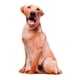 thumbnail image 2 of Animales Perro Patrón Felpa Cojín Cojín Lavable Estilo B, 2 of 5