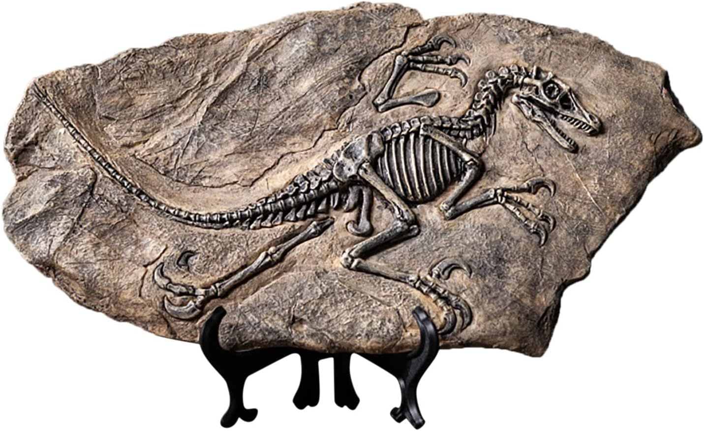 Dym - Fósil De Dinosaurio De Resina De Esqueleto