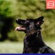 thumbnail image 2 of Collar de entrenamiento para perro Herm Sprenger de 43 cm (Curogan) con cadena de 20 cm, 2 of 6