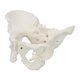 thumbnail image 3 of Modelo Esquelético de Pelvis Masculina a Tamaño Real - Axis Scientific, 3 of 8