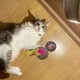 thumbnail image 3 of Set 5 Juguetes Interactivo Con Plumas Mascotas Estimular Lau, 3 of 3