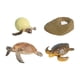 thumbnail image 5 of Juguete de Tortuga de Ciclo de Vida, Modelo de Biología Educativa para Niños de 3 a 6 años, Accesorios de Enseñanza Realistas, Figuras de Animales, Ki tortuga marina, 5 of 5