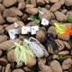 thumbnail image 4 of Cebos de pesca Sougayilang Buzzbait 4 uds 16 g para superficie, 4 of 7