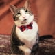 thumbnail image 5 of Collar de gato a cuadros con cascabel ajustable, pajarita, lazo de liberación rápida, suave, negro y rojo, para gatitos pequeños, 2 unidades, 5 of 7