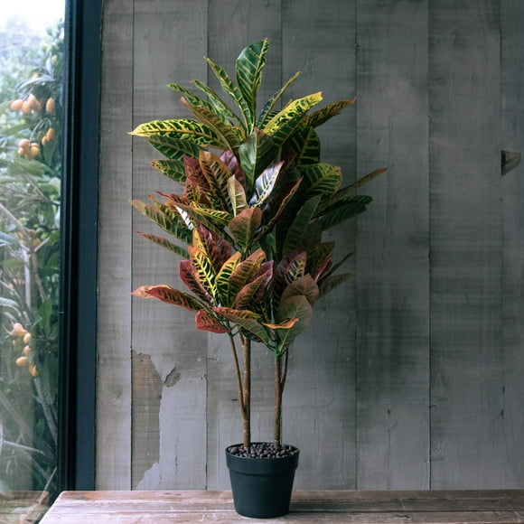 Crotón de 90 cm