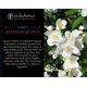 thumbnail image 3 of Vela Seda France Japanese Quince de 3 Mechas, 3 of 5