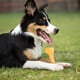 thumbnail image 5 of Juguete masticable para perros Tikaton, de nailon duradero, para masticadores agresivos, 5 of 7