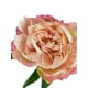 thumbnail image 3 of Peonia Damasco/rosa 45cm Con Acabado Natural, 3 of 3