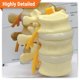 thumbnail image 2 of Modelo de vértebras L2 L3 L4 – GPI Anatomicals, 2 of 6