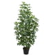 thumbnail image 2 of Cheflera hoja matizada de 150 cm, 2 of 2