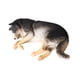 thumbnail image 4 of Figuras De Escultura De Perro Realistas, Juguete En Miniatura Para Niños, Niñas, Niños, Negro, 4 of 5