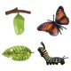 thumbnail image 2 of Ni?os Educativos Ciclo De Insectos Crecimiento De Mariposas Juguetes Preescolares Juego De Roles A, 2 of 5