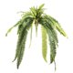 thumbnail image 1 of Helecho Grande 100 cm, 1 of 1