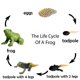 thumbnail image 3 of Figuras Gemini&Genius Life Cycle of Frog para niños de más de 3 años, 3 of 9