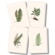 thumbnail image 1 of Juego de 8 tarjetas de notas Earth Sky + Water con ilustraciones de helechos, 1 of 6