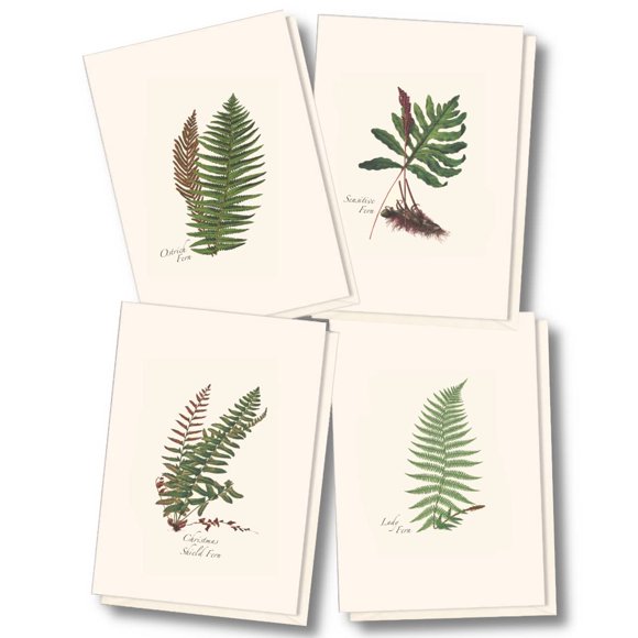 Juego de 8 tarjetas de notas Earth Sky + Water con ilustraciones de helechos