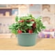 thumbnail image 4 of Kit de cultivo de fresas BUZZY Seeds Salvia Green Basin, 4 of 6