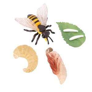 Magideal - Modelo De Ciclo De Crecimiento, Ciclo De Vida De Juguetes De Abejas, Ayuda Educativa Para Enseñanza, Ciclo De Crecimiento Animal, Juego De Regalo De F