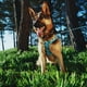 thumbnail image 3 of Arnés para Perros Ártico Talla L, 3 of 3