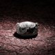 thumbnail image 4 of Sparkly Punky Rapper Luxury Trendy Rings para Hombre Brillante Búho con Hielo Hip Hop Circonia Cúbica Anillos de Compromiso para Hombre, 4 of 9