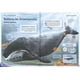 thumbnail image 3 of El magnífico libro de las ballenas, 3 of 7