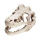 thumbnail image 5 of Acuario Dinosaurio Cráneo Cabeza Decoración Pecera Dinosaurio Cráneo Modelo, 5 of 5