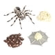 thumbnail image 1 of Conjunto De Ciclo De Crecimiento Animal, Materiales Didácticos Para Niños, Niñas, Regalo De Cumpleaños, 1 of 5