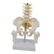 thumbnail image 4 of Pelvis Humana Con Huesos De Pelvis Y Piernas, 5 Piezas Ensambladas, Columna Lumbar Mediana, 4 of 5
