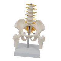Magideal - Modelo Anatómico De Esqueleto Pélvico Humano De Pvc Con Vértebras Lumbares, Ayuda Para Enseñanza, Herramienta De Visualización Educativa De Aprendizaj