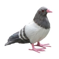 Ioensy - Estatua De Paloma De Simulación Artesanal Estatuas De Jardín Vívidas Para Patio De Pie Gris