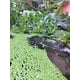 thumbnail image 3 of Kit de Plantas Acuáticas, 3 of 6
