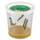 thumbnail image 1 of Recambio básico de Cup of Caterpillars Insect Lore con 5 Painted Lady, 1 of 4
