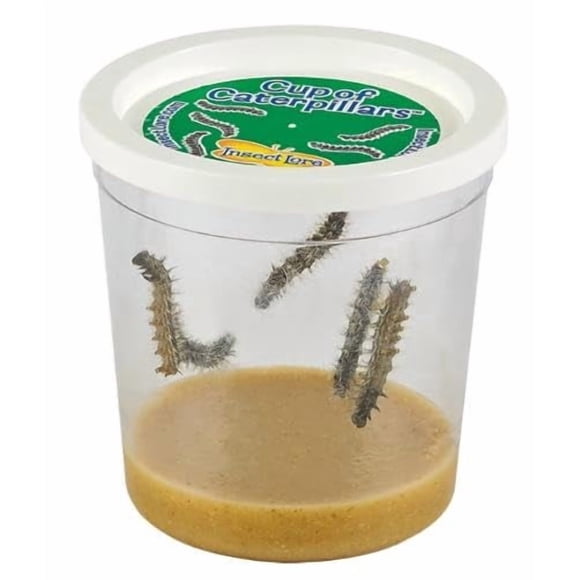 Recambio básico de Cup of Caterpillars Insect Lore con 5 Painted Lady