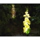 thumbnail image 3 of Flor Orquídea Delphinium Decorativa Luz Led para Exteriores, 3 of 3
