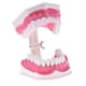 thumbnail image 5 of Dientes Anatómicos Modelo Dentista Ense?anza Higiene Oral Modelo Modelo 2x, 5 of 5