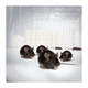 thumbnail image 4 of Raticida Pellet 50 g Klerat, 4 of 4