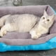 thumbnail image 4 of Cama Para Perros Gatos Mascotas 90x70, 4 of 4