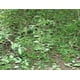 thumbnail image 5 of Té de hierbas RastaMan Stew Guinea Hen Weed 113 g, 5 of 9
