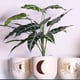thumbnail image 4 of Planta Decora Artificial Alocasia Zebrina Blanca, 4 of 4