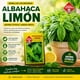 thumbnail image 5 of Semilla Aromática Albahaca Limón Las Encinas, 5 of 5
