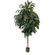 thumbnail image 1 of Árbol Ficus Alli (No Incluye ), 1 of 3