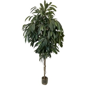 Corel - Árbol Ficus Alli (No Incluye )