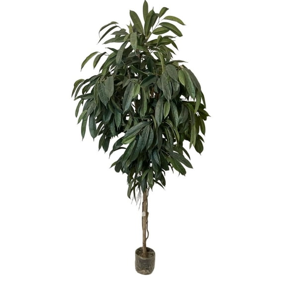 Árbol Ficus Alli (no Incluye )